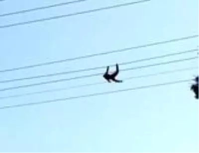 Hayvanat bahçesinden kaçan maymun elektrik akımına kapıldı Hayvanat bahçesinden kaçan maymun elektrik akımına kapıldı