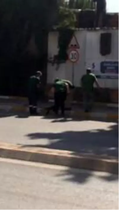 Hayvanat bahçesinden kaçan maymun elektrik akımına kapıldı Hayvanat bahçesinden kaçan maymun elektrik akımına kapıldı