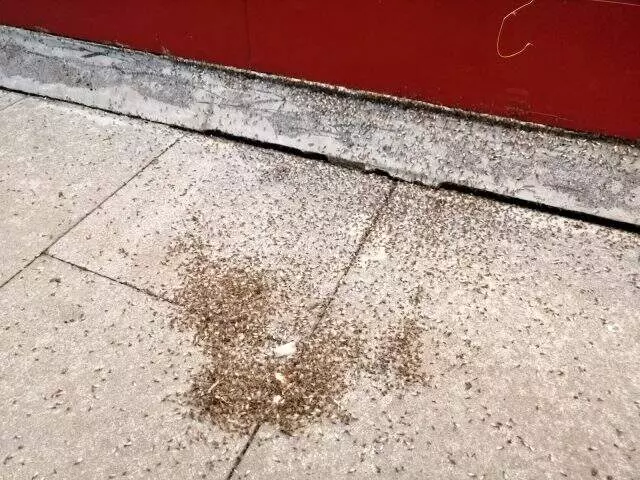 İlçeyi sinekler bastı, esnaf iş yerini kapattı İlçeyi sinekler bastı, esnaf iş yerini kapattı