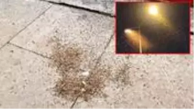 Havanın kararmasıyla ilçeyi sinekler bastı, esnaf iş yerini kapattı Havanın kararmasıyla ilçeyi sinekler bastı, esnaf iş yerini kapattı