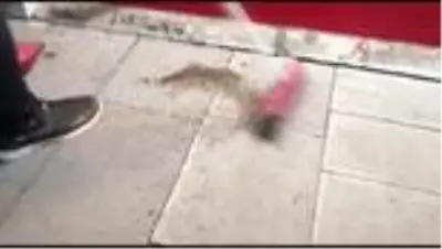 Havanın kararmasıyla ilçeyi sinekler bastı, esnaf iş yerini kapattı Havanın kararmasıyla ilçeyi sinekler bastı, esnaf iş yerini kapattı