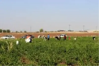 70 dönümlük biber ekili tarlayı vatandaşlara bıraktı, duyanlar tarlaya akın etti 70 dönümlük biber ekili tarlayı vatandaşlara bıraktı, duyanlar tarlaya akın etti
