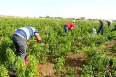 İstediği fiyata satamayınca tonlarca biberi vatandaşlara bıraktı İstediği fiyata satamayınca tonlarca biberi vatandaşlara bıraktı