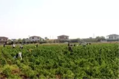 70 dönümlük biber ekili tarlayı vatandaşlara bıraktı, duyanlar tarlaya akın etti 70 dönümlük biber ekili tarlayı vatandaşlara bıraktı, duyanlar tarlaya akın etti