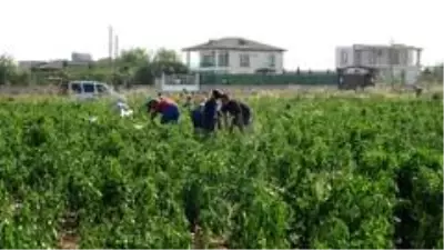 70 dönümlük biber ekili tarlayı vatandaşlara bıraktı, duyanlar tarlaya akın etti 70 dönümlük biber ekili tarlayı vatandaşlara bıraktı, duyanlar tarlaya akın etti
