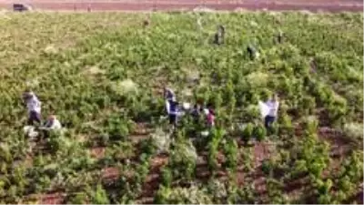 İstediği fiyata satamayınca tonlarca biberi vatandaşlara bıraktı İstediği fiyata satamayınca tonlarca biberi vatandaşlara bıraktı