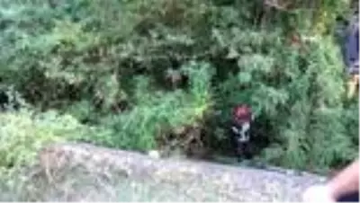 Kanala düşen buzağı itfaiye ve vatandaşların çabasıyla kurtarıldı Kanala düşen buzağı itfaiye ve vatandaşların çabasıyla kurtarıldı