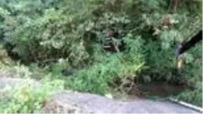 Kanala düşen buzağı itfaiye ve vatandaşların çabasıyla kurtarıldı Kanala düşen buzağı itfaiye ve vatandaşların çabasıyla kurtarıldı