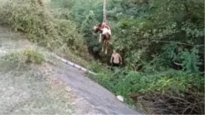 Kanala düşen buzağı itfaiye ve vatandaşların çabasıyla kurtarıldı Kanala düşen buzağı itfaiye ve vatandaşların çabasıyla kurtarıldı