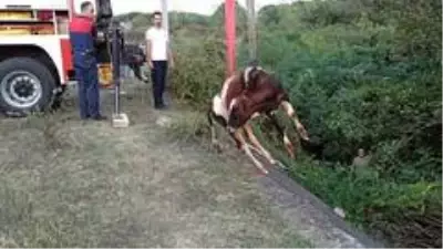 Kanala düşen buzağı itfaiye ve vatandaşların çabasıyla kurtarıldı Kanala düşen buzağı itfaiye ve vatandaşların çabasıyla kurtarıldı