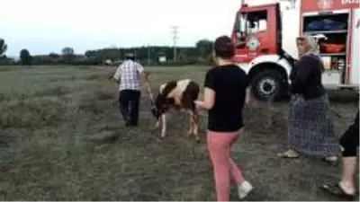 Kanala düşen buzağı itfaiye ve vatandaşların çabasıyla kurtarıldı Kanala düşen buzağı itfaiye ve vatandaşların çabasıyla kurtarıldı