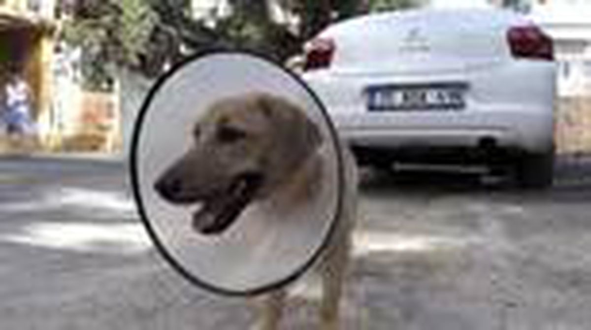 Köpeğine 4 köpeğin saldırdığını belirten kişi şikayetçi oldu