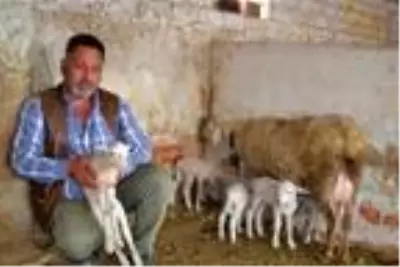 Kuzularına 'Maske', 'Mesafe' ve 'Hijyen' isimlerini verdiler Kuzularına 'Maske', 'Mesafe' ve 'Hijyen' isimlerini verdiler