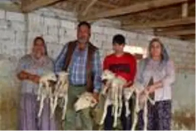 Kuzularına 'Maske', 'Mesafe' ve 'Hijyen' isimlerini verdiler Kuzularına 'Maske', 'Mesafe' ve 'Hijyen' isimlerini verdiler