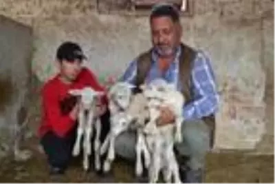 Kuzularına 'Maske', 'Mesafe' ve 'Hijyen' isimlerini verdiler Kuzularına 'Maske', 'Mesafe' ve 'Hijyen' isimlerini verdiler