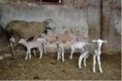 Kuzularına 'Maske', 'Mesafe' ve 'Hijyen' isimlerini verdiler Kuzularına 'Maske', 'Mesafe' ve 'Hijyen' isimlerini verdiler