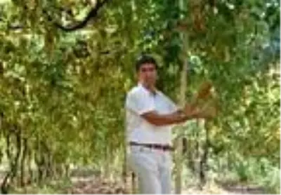 Likyalılardan kalan miras: Margaz üzümü Likyalılardan kalan miras: Margaz üzümü