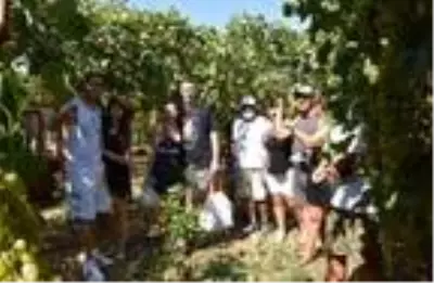 Likyalılardan kalan miras: Margaz üzümü Likyalılardan kalan miras: Margaz üzümü