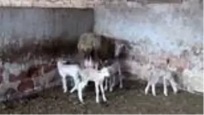 Son dakika haber: Manisalı çiftçi yeni doğan kuzularına maske, mesafe ve hijyen isimlerini verdi Son dakika haber: Manisalı çiftçi yeni doğan kuzularına maske, mesafe ve hijyen isimlerini verdi