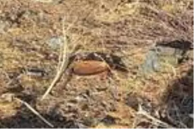 Son dakika haber! PKK'ya ait çok sayıda mühimmat ele geçirildi Son dakika haber! PKK'ya ait çok sayıda mühimmat ele geçirildi