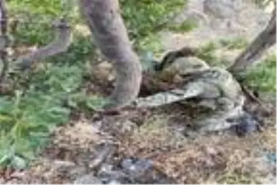 Son dakika haber! PKK'ya ait çok sayıda mühimmat ele geçirildi Son dakika haber! PKK'ya ait çok sayıda mühimmat ele geçirildi