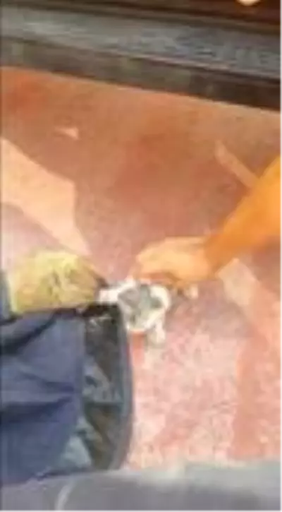 Sanatçı Sümer Ezgü'nün tatiline yaramaz kedi rötarı Sanatçı Sümer Ezgü'nün tatiline yaramaz kedi rötarı
