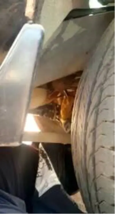 Sümer Ezgü'nün aracının motoruna giren kediyi, itfaiye çıkardı Sümer Ezgü'nün aracının motoruna giren kediyi, itfaiye çıkardı