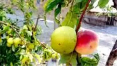 Tek ağaçta iki meyve çıkması görenleri şaşırttı Tek ağaçta iki meyve çıkması görenleri şaşırttı