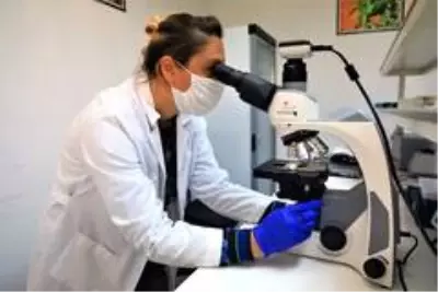 Yerel tohumlar laboratuvarlarda test ediliyor Yerel tohumlar laboratuvarlarda test ediliyor