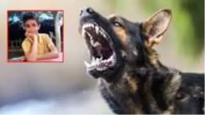 14 yaşındaki Halilcan sokak köpeklerinden kaçarken kazada öldü 14 yaşındaki Halilcan sokak köpeklerinden kaçarken kazada öldü