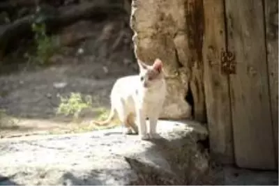 Altındağ Belediyesi, sokak hayvanlarını mamasız bırakmadı Altındağ Belediyesi, sokak hayvanlarını mamasız bırakmadı