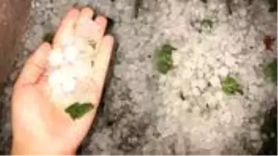 Ayvalık ve Burhaniye'yi dolu vurdu, hasar tespit çalışmaları başladı Ayvalık ve Burhaniye'yi dolu vurdu, hasar tespit çalışmaları başladı