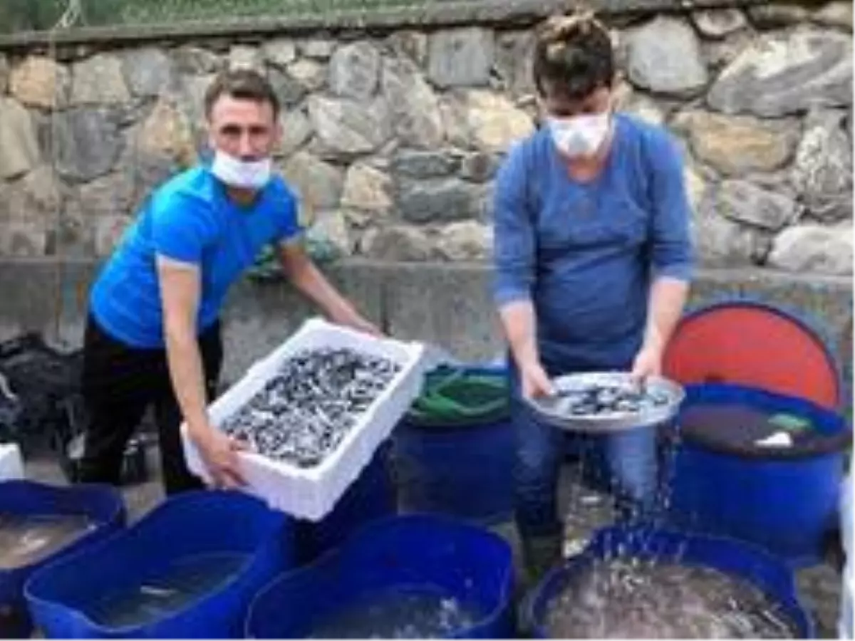 Balık tezgahında yavru hamsi isyanı