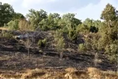 Son Dakika | Bozüyük'te 3 ayrı noktada çıkan yangın çevreye zarar vermeden söndürüldü Son Dakika | Bozüyük'te 3 ayrı noktada çıkan yangın çevreye zarar vermeden söndürüldü