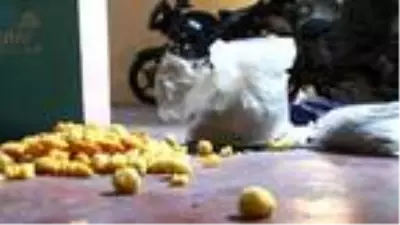 Son dakika haber: Bursa'da cips paketinde uyuşturucu sevkiyatı yapan 4 kişiye gözaltı Son dakika haber: Bursa'da cips paketinde uyuşturucu sevkiyatı yapan 4 kişiye gözaltı