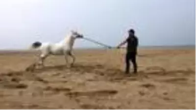 Eski yarış atları, binicilik eğitiminde kullanılıyor Eski yarış atları, binicilik eğitiminde kullanılıyor