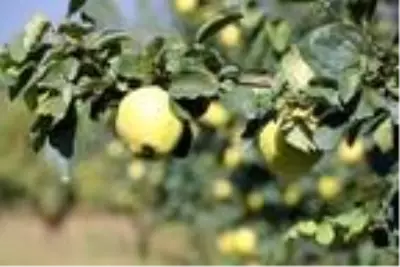 Geyve'de ayva hasadı başladı Geyve'de ayva hasadı başladı