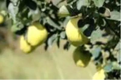 Geyve'de ayva hasadı başladı Geyve'de ayva hasadı başladı