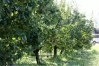 Geyve'de ayva hasadı başladı Geyve'de ayva hasadı başladı