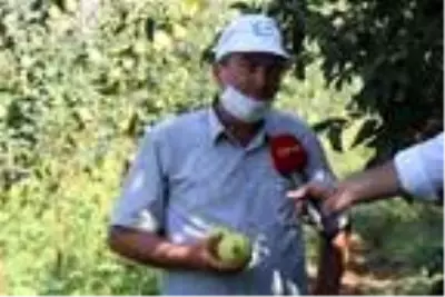 Geyve'de ayva hasadı başladı Geyve'de ayva hasadı başladı
