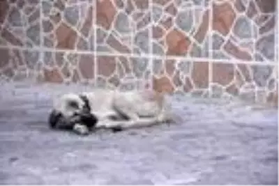 14 yaşındaki Halilcan sokak köpeklerinden kaçarken kazada öldü 14 yaşındaki Halilcan sokak köpeklerinden kaçarken kazada öldü