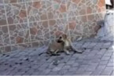 14 yaşındaki Halilcan sokak köpeklerinden kaçarken kazada öldü 14 yaşındaki Halilcan sokak köpeklerinden kaçarken kazada öldü