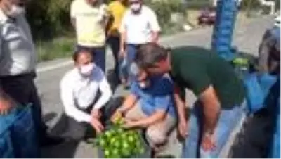 Hatay'da erkenci mandalina hasadı başladı