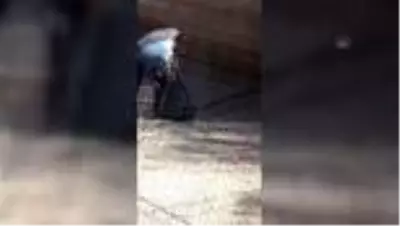 Havuzda telef olmak üzereyken bulunan su kaplumbağaları doğal yaşam alanına bırakıldı Havuzda telef olmak üzereyken bulunan su kaplumbağaları doğal yaşam alanına bırakıldı