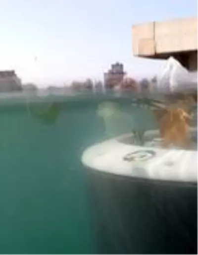 İstanbul Boğazı'na 'Temizken Güzel' projesi kapsamında çöpkaparlar yerleştirildi İstanbul Boğazı'na 'Temizken Güzel' projesi kapsamında çöpkaparlar yerleştirildi