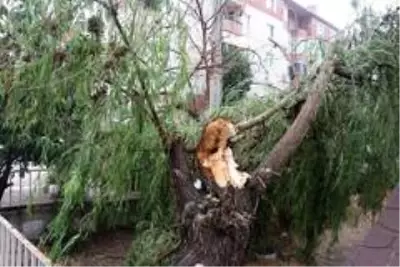 Kocaeli'de kuvvetli rüzgar ağaçları devirdi, yolları su bastı Kocaeli'de kuvvetli rüzgar ağaçları devirdi, yolları su bastı