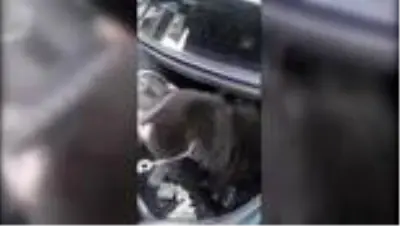 LPG deposuna zulalanan esrarı dedektör köpek 'Zela' buldu LPG deposuna zulalanan esrarı dedektör köpek 'Zela' buldu