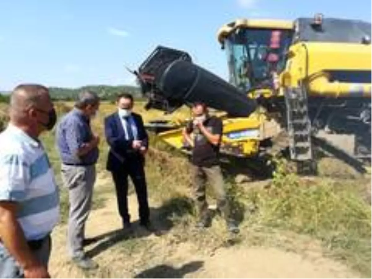 Saraydüzü'nde çeltik hasadı devam ediyor