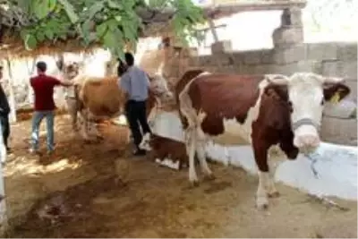 Sineklerin ısırdığı 16 büyükbaş hayvan telef oldu Sineklerin ısırdığı 16 büyükbaş hayvan telef oldu