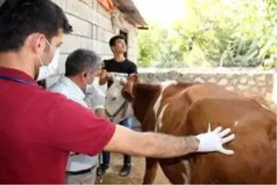 Sineklerin ısırdığı 16 büyükbaş hayvan telef oldu Sineklerin ısırdığı 16 büyükbaş hayvan telef oldu